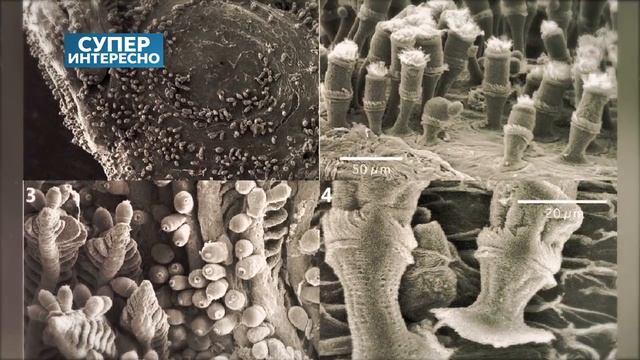 ВРЕД СУШИ и вред роллов. Вся правда о суши!