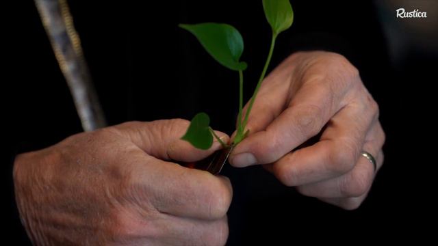 Bouturer un anthurium смотреть онлайн