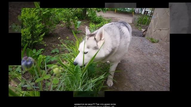 Собака ест траву - что делать?!!