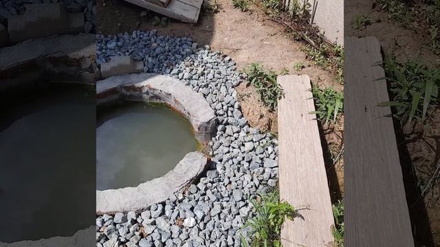 Виноград в Приморском крае! Состояние саженцев, открытый грунт 08.08.22г смотреть онлайн