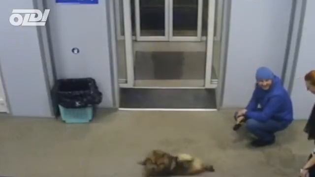 Собака няшно сердится в магазине OLDI смотреть онлайн