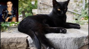 Говорят не повезет, если ЧЕРНЫЙ КОТ, дорогу перейдет