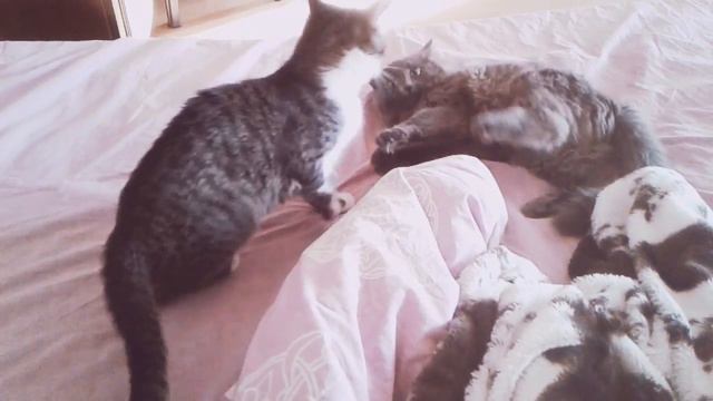 КОТОВАСИЯ, эпизод "Чувство долга". смотреть онлайн