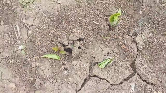 Так прорастает фасоль. смотреть онлайн