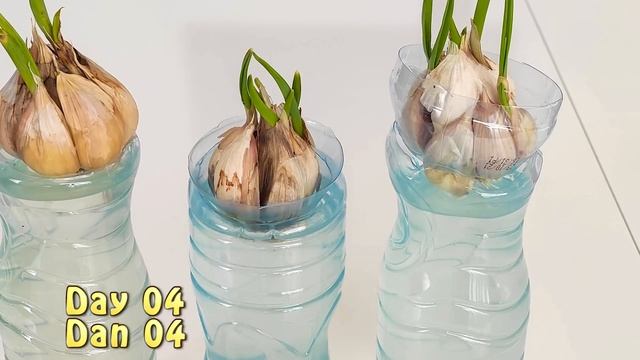 Grow garlic - Testirala sam i uspelo je - Sadnja belog luka смотреть онлайн