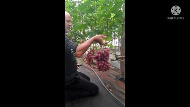 Готовимся к выставке.Золотая Гроздь Украины. смотреть онлайн