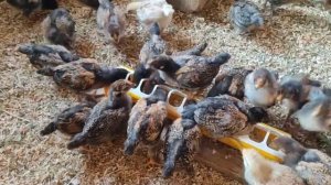 Кучинская юбилейная, цыплятам две недели...