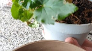 Пересаживаем цветущую бегонию..