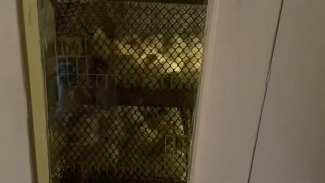 Индюшата Hybrid Converter (Хайбрид Конвертер) Канада. смотреть онлайн