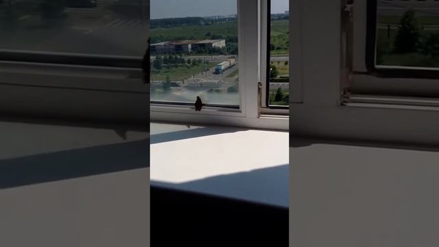 Что за бабочка залетела? смотреть онлайн