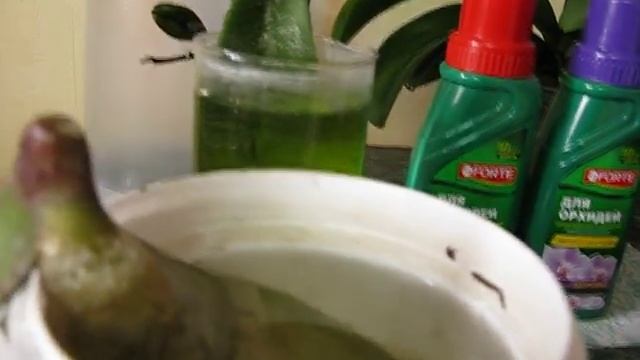 Реанимация орхидей вверх тормашками (часть 3) смотреть онлайн