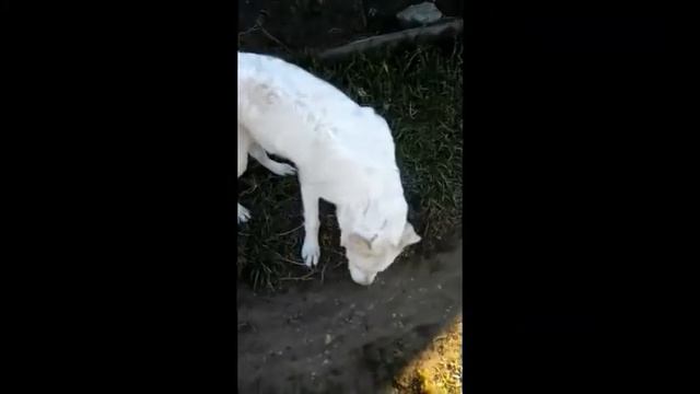 Я гуляю с собакой золотистый ретривер смотреть онлайн