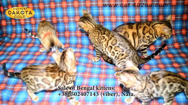 Будни питомника бенгальской кошки Dakota Gold активный отдых котят и кошек, октябрь 2017 смотреть онлайн