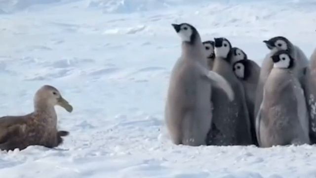 ЗАБАВНЫЕ ЖИВОТНЫЕ смотреть онлайн