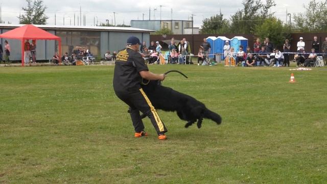 German Shepherd Dog Show / 15.08.2020 / Moscow смотреть онлайн