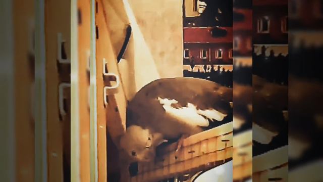 Попугай Корелла чешет голову смотреть онлайн