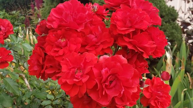showbiz- floribunda смотреть онлайн