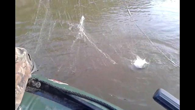 Рыбалка сетями на Амуре. Карась. Сазан. Дикие места смотреть онлайн