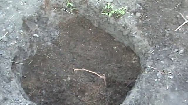 Виноград. Посадка саженцев на постоянное место смотреть онлайн
