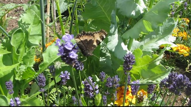 Small Tortoiseshell ~ Aglais Urticae ~ Common European Butterfly ~ Insects UK смотреть онлайн