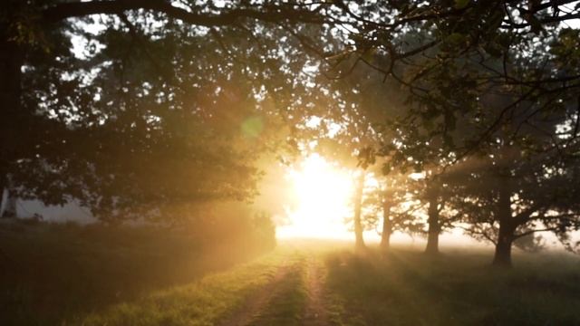 Sleep Music • Forest sounds • Meditation Music • Relaxing Music • Stress Relief 4K смотреть онлайн