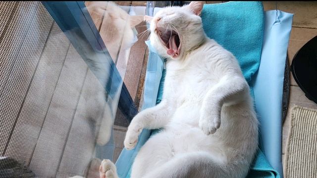 Страшила из Волшебника изумрудного города был добрый и мудрый, а наш ещё и красивый ? смотреть онлайн