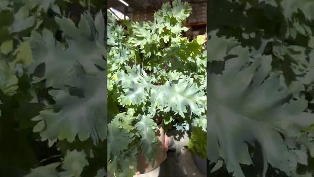 Папоротник Флебодиум смотреть онлайн