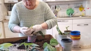 КОМНАТНЫЕ РАСТЕНИЯ ПЕРЕСАЖИВАЕМ НА РАСТУЩЕЙ ЛУНЕ | #493