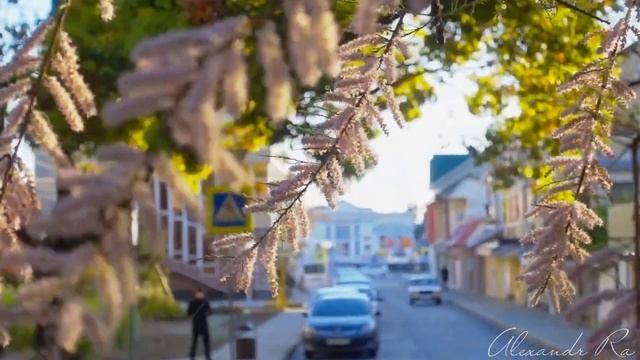 Лазаревское. 3 мая 2020. Красивое дерево Тамариск. ул. Победы смотреть онлайн