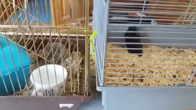 Хомяки джунгарики смотреть онлайн