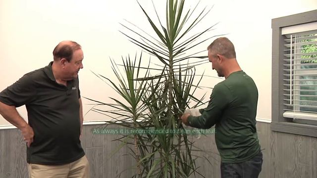 Plantz Profile Dracena Marginata смотреть онлайн