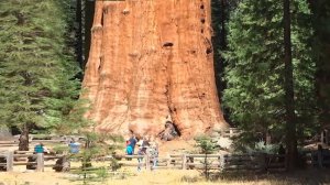 10 Невероятных Деревьев, Которые Реально Существуют.