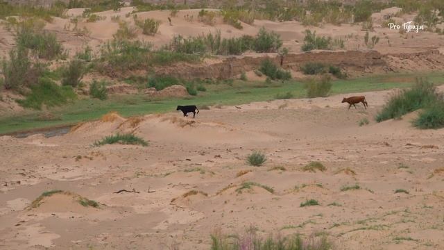 Экспедиция в Монголию. Красный каньон Хэрмэн цав. Монгольский Сфинкс. смотреть онлайн