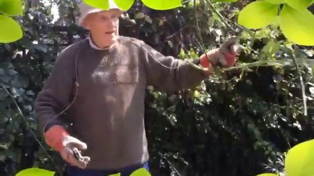 Pruning rambler roses, tips & demonstration with me' dad! смотреть онлайн