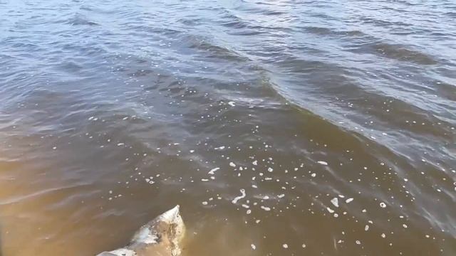 ЖЕСТЬ НА РЫБАЛКЕ! ЧТО МЫ УВИДЕЛИ! смотреть онлайн