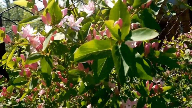 "Картины природы" - и снова пейзажики смотреть онлайн