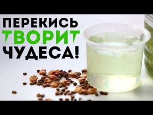 Это повысит урожайность томатов в 2е! Как правильно замочить семена в перекиси водорода?