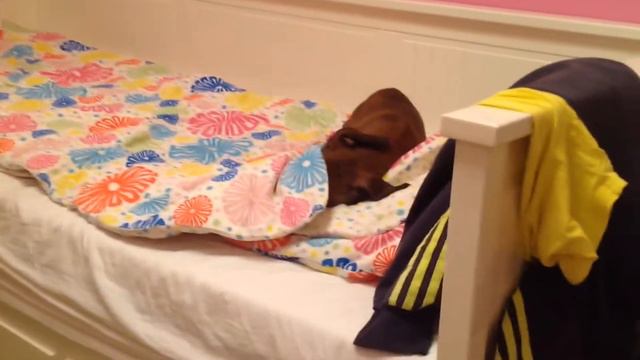 Смешная такса смотреть онлайн