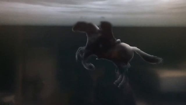Skyrim fuck with a horse! смотреть онлайн