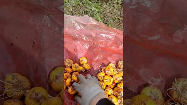 Саджаємо гладіолуси! Чим я 🙋обробляю гладіолуси перед посадкою! Як висаджую луковиці гладіолусів! смотреть онлайн