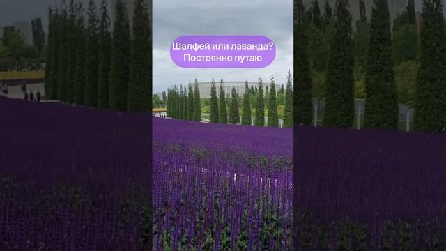 Шалфей или лаванда?#шалфей #лаванда #парккрамнодар #паркгалицкого #переездвкраснодар #краснодар смотреть онлайн