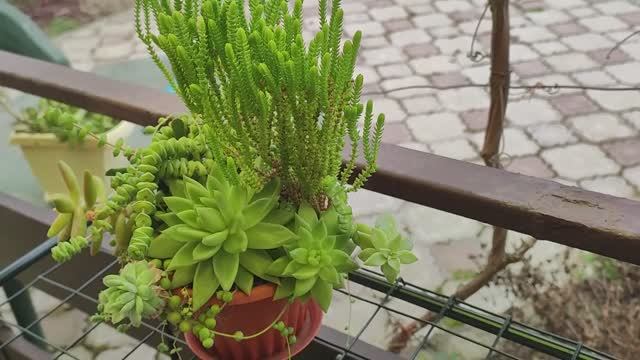 Садик из суккулентов. Разбираю, обрезаю, рассказываю о суккулентах. смотреть онлайн