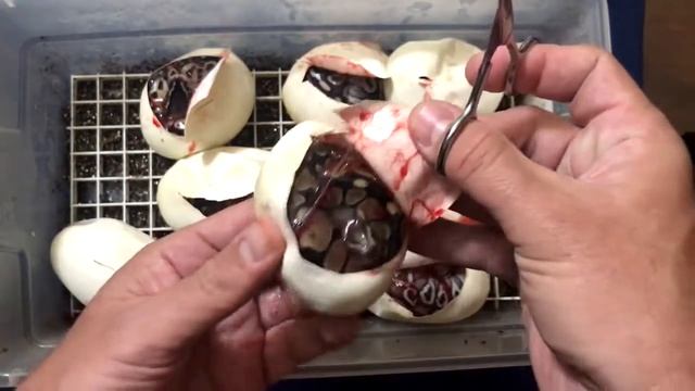 THROWBACK Ball Python EGG CUTTING! Pastel Trick X Mojave Ball Python WOW! смотреть онлайн
