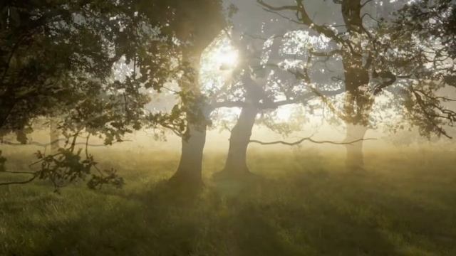 Пять практик осознанности. Из книги Тит Нат Хан- "На одном дыхании''. смотреть онлайн