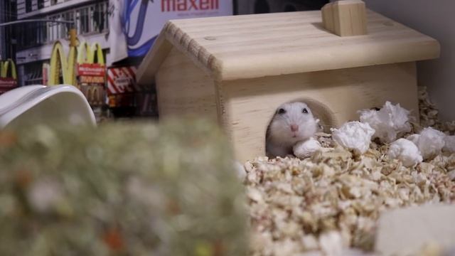 ✈ Хомяк путешественник. Нью Йорк. Hamster Traveler. New York.