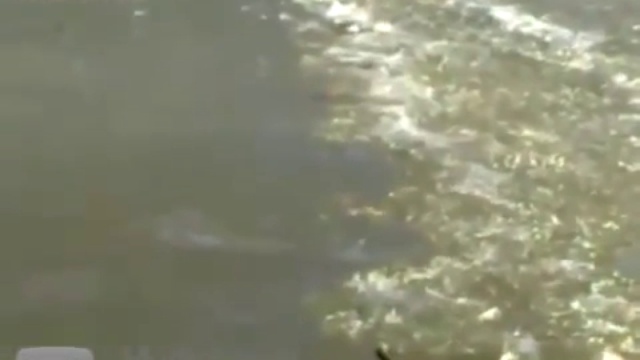 Спасти собаку любой ценой! смотреть онлайн