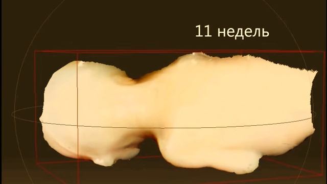 Определение срока беременности по размерам и внешнему виду плода смотреть онлайн