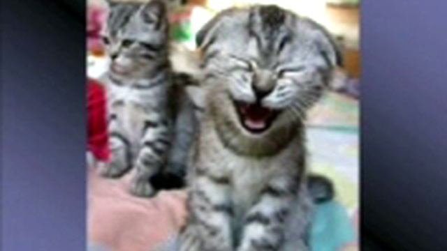 что думает кошка смотреть онлайн