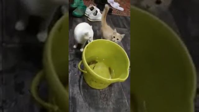 КОТ НА РЫБАЛКЕ...ДОБЫЧА ПОЙМАНА смотреть онлайн
