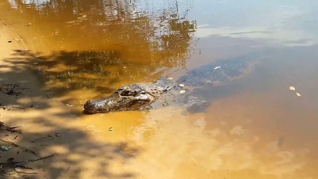 Jacare caiman смотреть онлайн